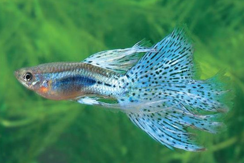 夢見許多魚