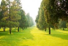 大林木命與什么命比較好？