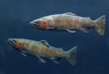 女人夢(mèng)見抓魚是什么意思？