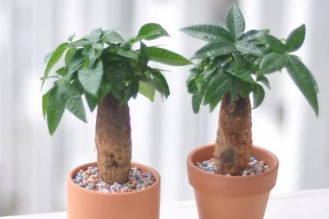 招財樹擺放在哪里最旺財？