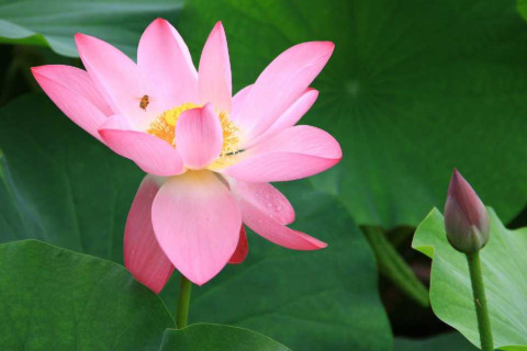 大氣吉祥的男孩名字怎么取名？