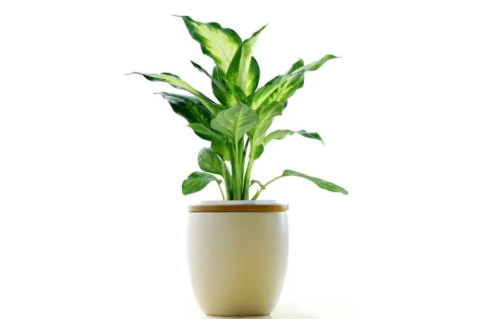 辦公室植物風(fēng)水?dāng)[放禁忌
