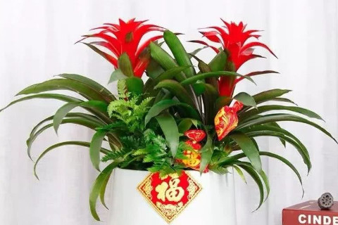 店里擺什么鮮花可以招財