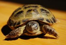 夢見烏龜是什么意思?