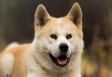 生肖狗哪個時辰出生命好？