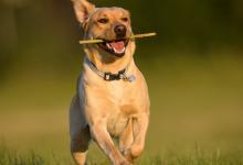 1970年生肖五行屬什么?