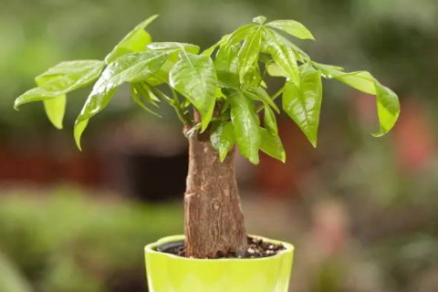 客廳擺放什么植物能開財運(yùn) 富貴竹龜背竹發(fā)財樹皆可