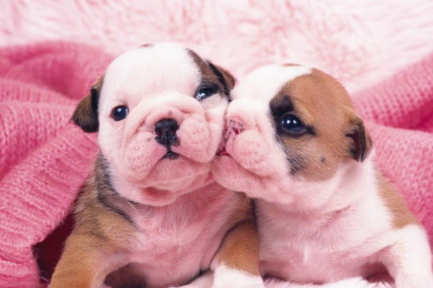 夢見狗是什么意思 是不吉利的象征嗎