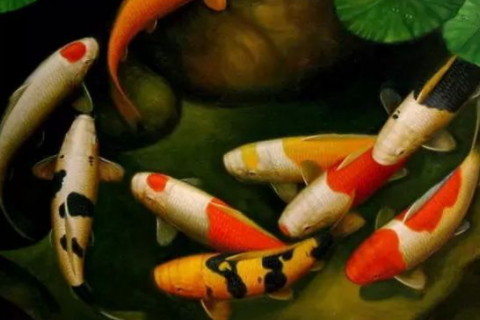 夢見魚有什么寓意 吉祥富貴財運滾滾