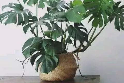 客廳擺放什么植物能開財運(yùn) 富貴竹龜背竹發(fā)財樹皆可