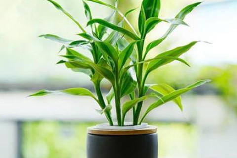 客廳擺放什么植物能開財運(yùn) 富貴竹龜背竹發(fā)財樹皆可