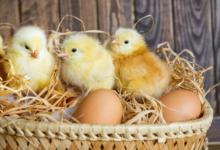 屬雞的天秤座男生愛情觀正確嗎 尊重彼此對戀愛持憂慮之心