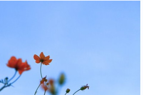 寒露時候為什么種小麥 有什么習俗
