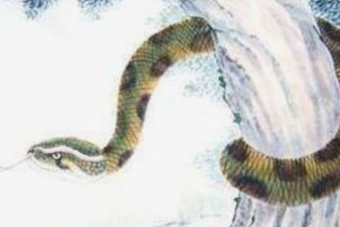 夢到的蛇是有動作的