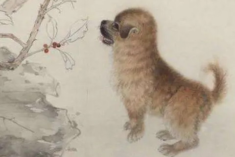 屬狗的命運(yùn)-財(cái)運(yùn)、性格和事業(yè)