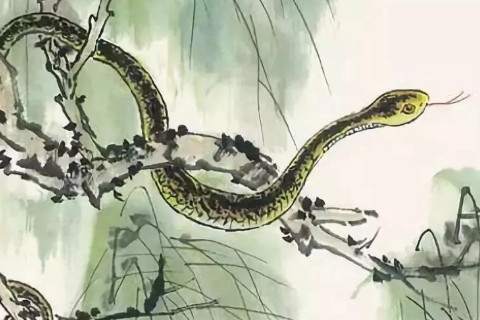 不同類型的女性夢(mèng)到蛇