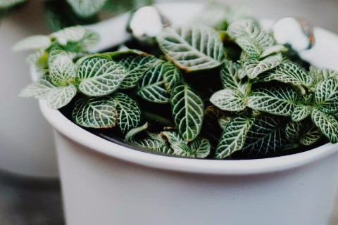 不同八字的合適養什么植物