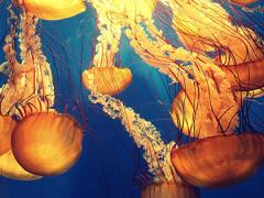 2022年虎年出生的女孩命運如何？有哪些注意事項？