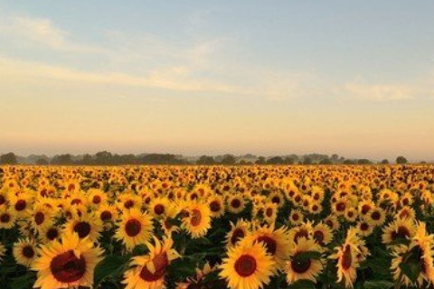 墓地旁開花是什么預兆 好還是不好