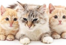 22年6月23日出生的男孩起名字大全