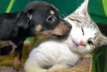 廚房里放什么風水好