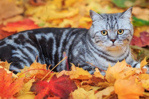 夢見和別人一起摘紅棗是什么意思