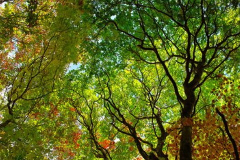 帶金字旁的男孩名字推薦