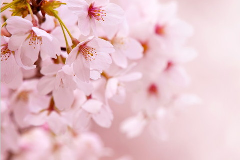 襪子店鋪吸引人的店名