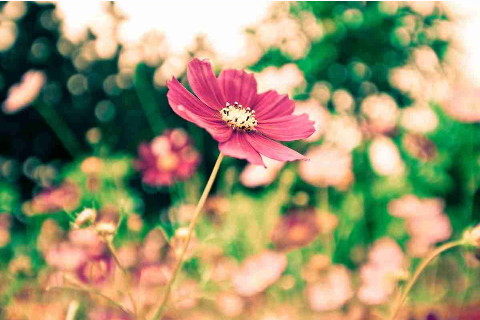 夢見收到鮮花是什么意思