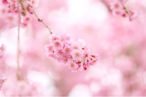 選擇什么假花風水好