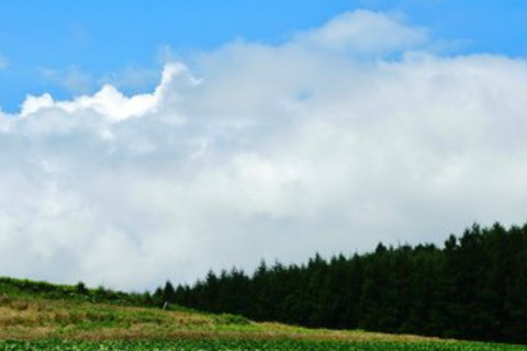 夢見富貴竹是什么意思