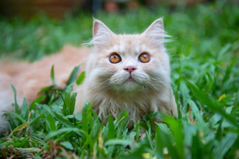 夢見青辣椒是什么意思