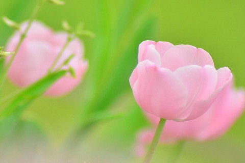 夢見收到鮮花是什么意思