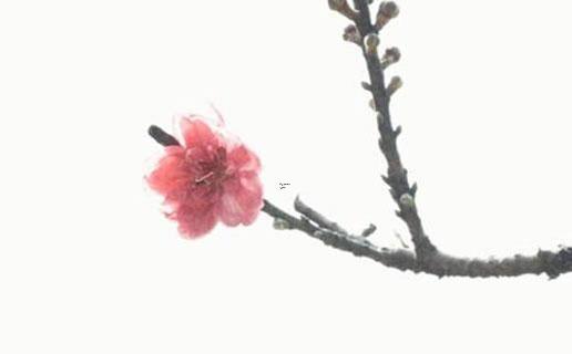 虎年出生的男孩缺金取什么名字好