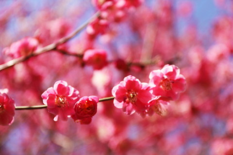 家中放鮮花干花太陽花好么