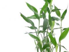 2022年犯太歲的五大生肖圖片