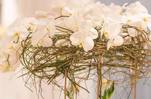 1975年陰歷7月5是什么星座 1975年陰歷7月5是什么星座