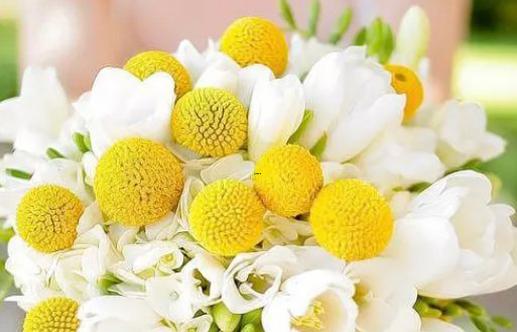 白羊星座的優(yōu)點 白羊星座的優(yōu)點