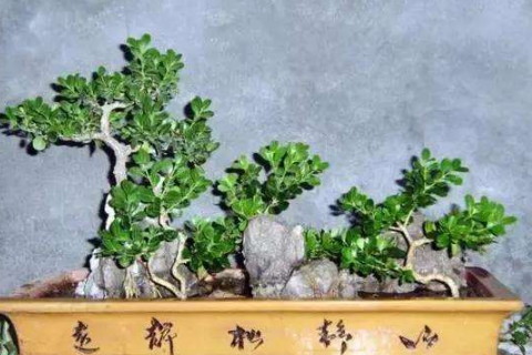 六月雪盆景風(fēng)水寓意?不吉利嗎