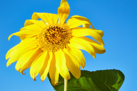 蛇夫座性格 為何蛇夫座會被剔除變成12星座