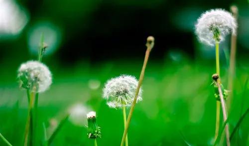 夢見火燒草地上的垃圾是什么意思