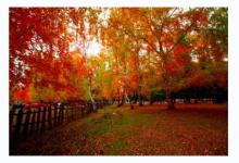 桑柘木命五行缺其他的會有什么影響