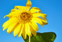 比較沙雕的兩個字網名 史上最搞笑的2字網名