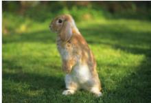 屬兔男認定你的表現 積極表白眼里都是你