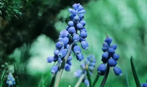夢(mèng)見(jiàn)被蜜蜂蟄了頭是什么意思