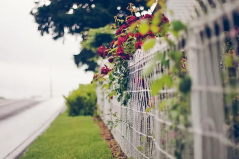 個性好聽的橙字取名 獨特有趣的橙字名字