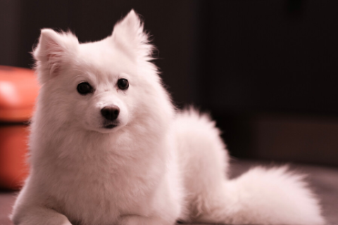 女人夢見好大一條蟒蛇 夢見大蟒蛇要發財真的假的