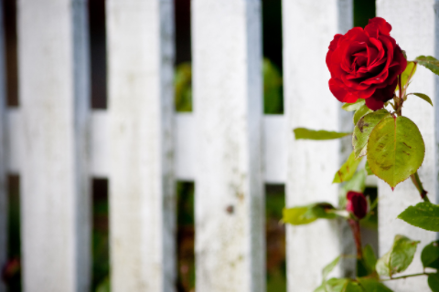 女人夢見好大一條蟒蛇 夢見大蟒蛇要發財真的假的