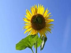 已婚女人夢見結(jié)婚是什么征兆