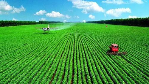 11317-.夢見豬下仔 11317-.夢見豬下仔